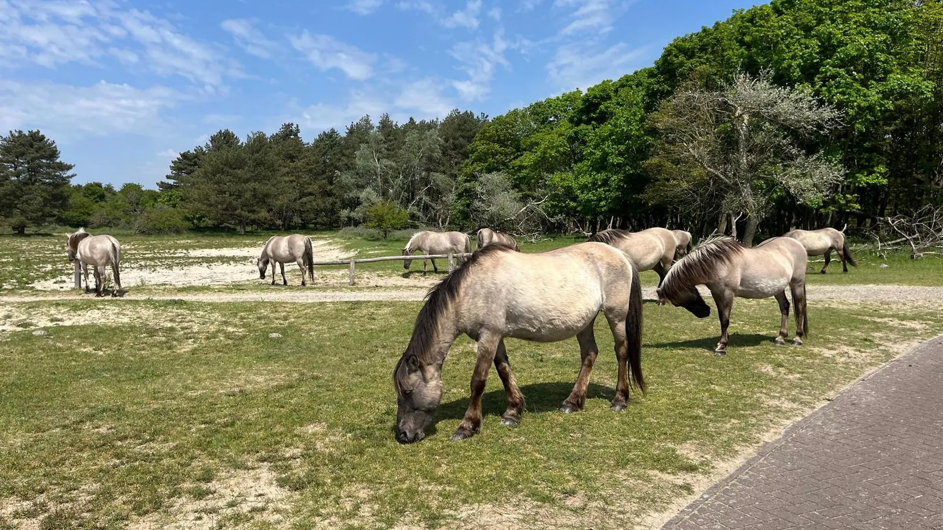 Zuidwest Zeven Free Parking! Bed & Breakfast Zandvoort Netherlands